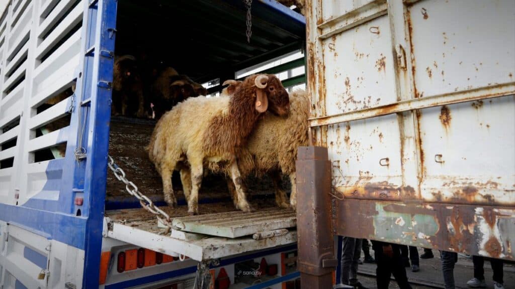Syria Denies Foot-and-Mouth Outbreak After Iraq Halts Live-Animal Transit